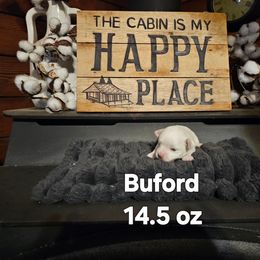 Buford - White male Maltese puppy in Terrell, Texas from PBJ Farms