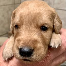 Green Boy - Golden male Golden Retriever puppy in Bessemer City, North Carolina from Weaver Dairy Goldens