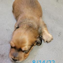 Dachshund Puppies from CLARK'S BREEDING PROGRAM