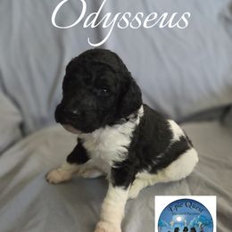 Odysseus - Parti male Poodle puppy in Petersburg, Virginia from Epic Quest Standard Poodles