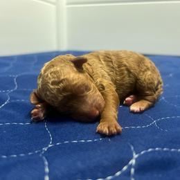 Zyphyr - Red  male Poodle puppy in Quitman, Mississippi from P&D Palace