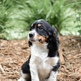 English Springer Spaniel Puppies from Hidden Valley Springers