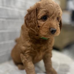 Cedar - Green Collar Boy - Red  male Goldendoodle puppy in Pleasant Hill, Iowa from Harvest Creek