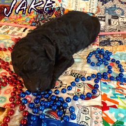 Boy 2 - male Poodle puppy in Port Orange, Florida from Daytona’s Standard Poodles