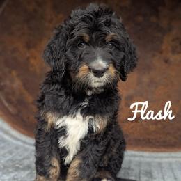 Boy 6 - Tri-color male Bernedoodle puppy in Lancaster, Minnesota from Richardville Hunde