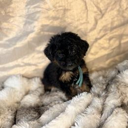Mousse - Phantom male Poodle puppy in Allentown, Pennsylvania from Poodles Are Mixy