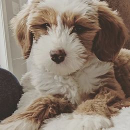 Goldendoodles from Goldendoodles of Morganton