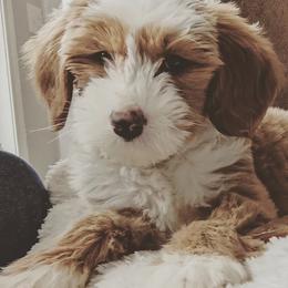 Goldendoodles from Goldendoodles of Morganton