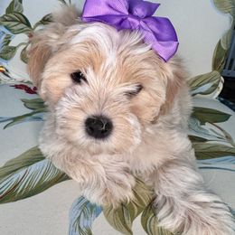 Belle - Cream female Maltipoo puppy in West Jordan, Utah from Mid Sized Maltipoos and More LLC