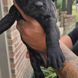 Green - Black brindle female Cane Corso puppy in Granbury, Texas from La Muerte Corso Kennel