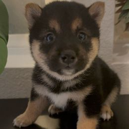 Theno - Black and tan male Shiba Inu puppy in Las Vegas, Nevada from GBs Shiba Inu's