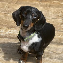 Rudy - Dachshund
