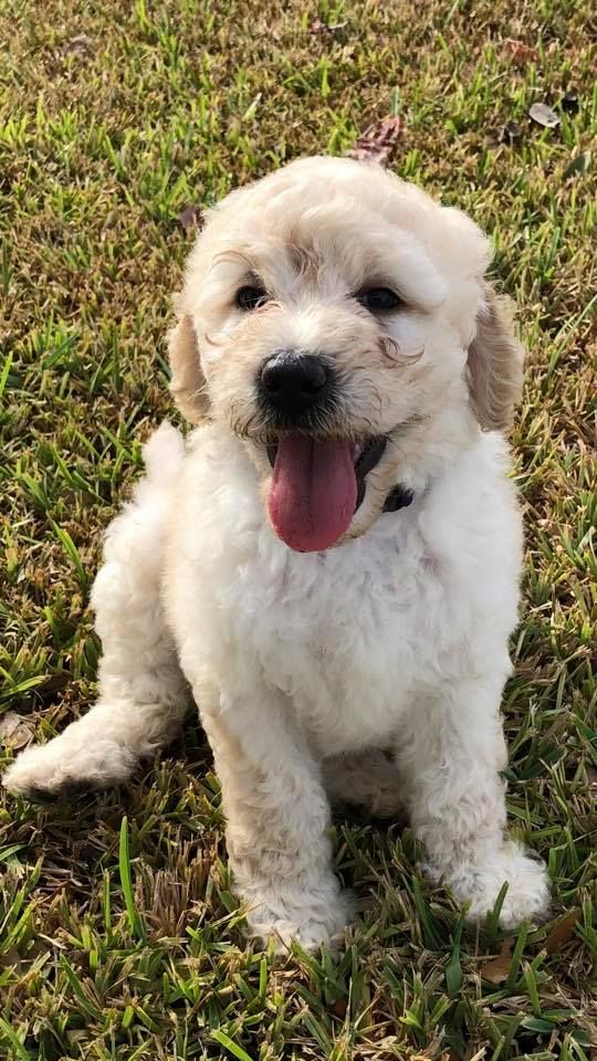 Puppy best sale heaven labradoodles