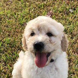 Labradoodle Puppies from Seventh Heaven Labradoodles