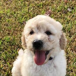 Labradoodle Puppies from Seventh Heaven Labradoodles
