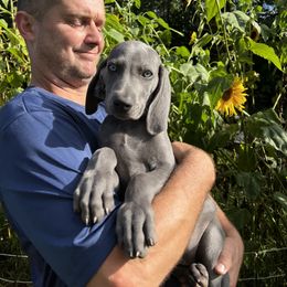 "Rose 2023" Weimaraner Puppies from Lockehaven Weimaraners