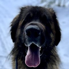 Ferdinand - Leonberger