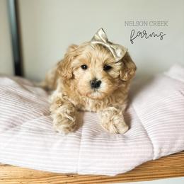 Biscuit - Apricot female Maltipoo puppy in Huntsville, Texas from Nelson Creek Farms