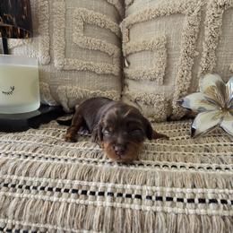 Scooby - Brown male Cavapoo puppy in Floyd, Virginia from Hearts and Paws Poodles and Doodles