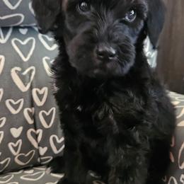 Valerie - Phantom female Goldendoodle puppy in Kansas City, Missouri from Poppy's Doodles