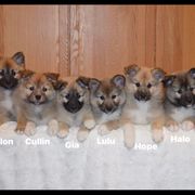 Icelandic Sheepdog Puppies from Tri-Star Icelandics