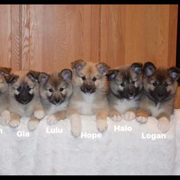 Icelandic Sheepdog Puppies from Tri-Star Icelandics