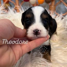 Theodore - Tri-color male Bernedoodle puppy in Snohomish, Washington from Refined Doodles