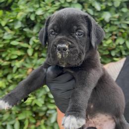 Girl 2 - Black female Cane Corso puppy in California from Donato Kennels