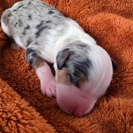 Luna - Blue merle female Bernedoodle puppy in Milton, Florida from Sutton Place Doodles