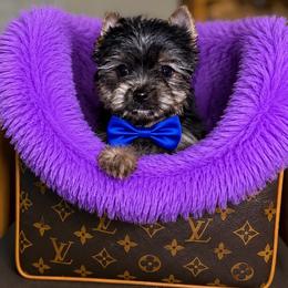 Petey - Black and tan male Yorkshire Terrier puppy in Blanchard, Oklahoma from Southern Belle Yorkie