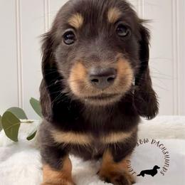 Black and Tan Male - Black and tan male Dachshund puppy in Nampa, Idaho from Long_and_Low_Dachshunds