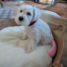 Miniature Schnauzer Puppies from Texas Dreams Mini Schnauzers