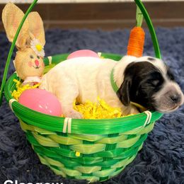 English Cocker Spaniel Puppies from MD Dogs Inc