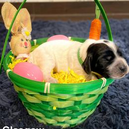 English Cocker Spaniel Puppies from MD Dogs Inc