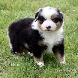Penn - Blue merle male Miniature Australian Shepherd puppy in Evant, Texas from Lazy VT Bar Ranch