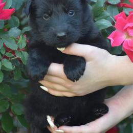 Purple Collar Black female - Black female German Shepherd puppy in Marianna, Florida from Haus M Godwin