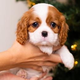 Cavalier King Charles Spaniel Puppies from Cane Creek Cavaliers