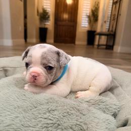 Peal - Tricolors female French Bulldog puppy in Peoria, Arizona from A Quality French Bulldogs AZ