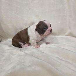 Biscuit - Red male Boston Terrier puppy in Calhoun City, Mississippi from Byrd's Beautiful Bostons
