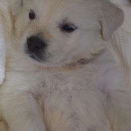 Goldendoodle and Golden Retriever Puppies from Magical Goldens