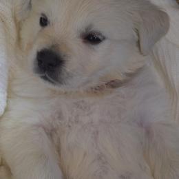 Goldendoodle and Golden Retriever Puppies from Magical Goldens