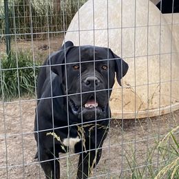 Titus - Black male Boerboel puppy in Sedgewickville, Missouri from Heritage Boerboels