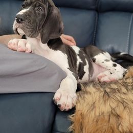 Great Dane Puppies from Northwood Euro Danes