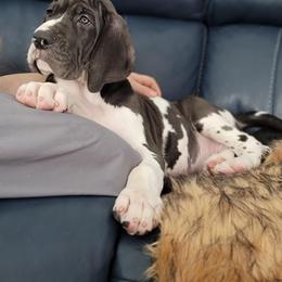 Great Dane Puppies from Northwood Euro Danes