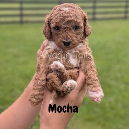Mocha - Red female Cavapoo puppy in Amboy, Indiana from Wag'in Tails