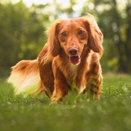 Sparky - Dachshund