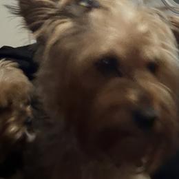 Poodles, Shih Tzus, and Yorkshire Terriers from Precious Pup Royale LLC