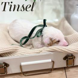 Tinsel - male Australian Mountain Doodle puppy in Land O' Lakes, Florida from Olive’s Little Farmhouse Doodles