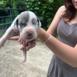 Baltar - Blue and white male Great Dane puppy in Marlow, New Hampshire from Fox Hill Danes