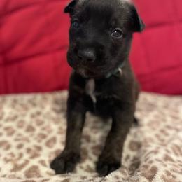 Bumi - Brindle male xDutch Shepherd puppy in Chelsea, Alabama from Alliance K9
